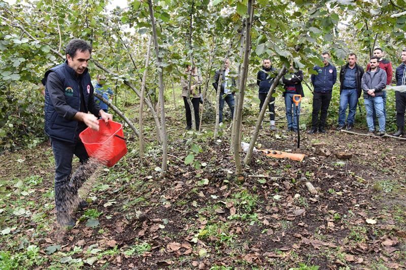 Fındıkta doğru budama verim ve kaliteyi artırıyor