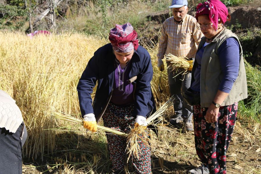  Artvin’de kadınlar 20 yıl sonra ata tohumunu toprakla buluşturdu