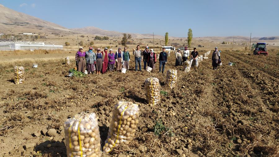 Yaylada patates hasadı sona erdi