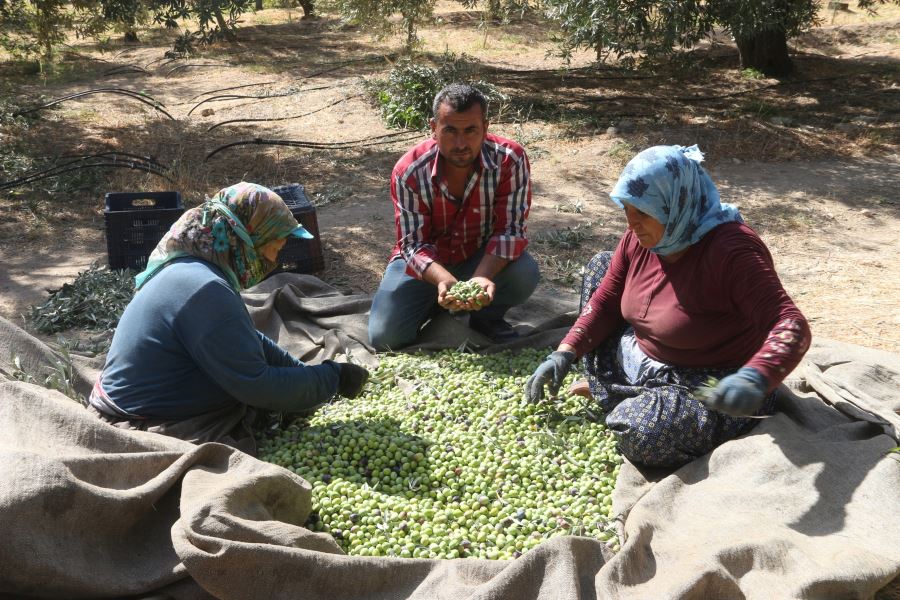 Mersin’de zeytin üreticileri hasat için işçi bulamıyor