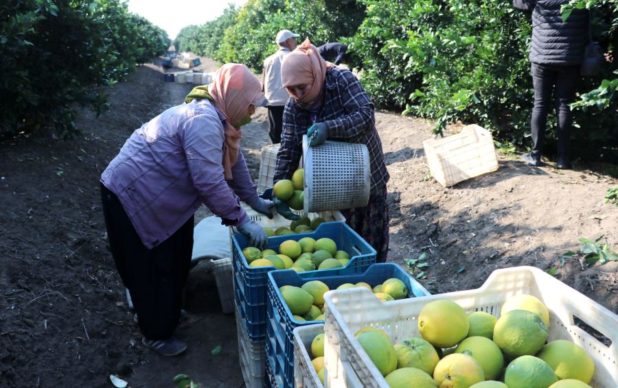 Adana’da portakal hasadı başladı, bahçede kilosu 10-12 lira