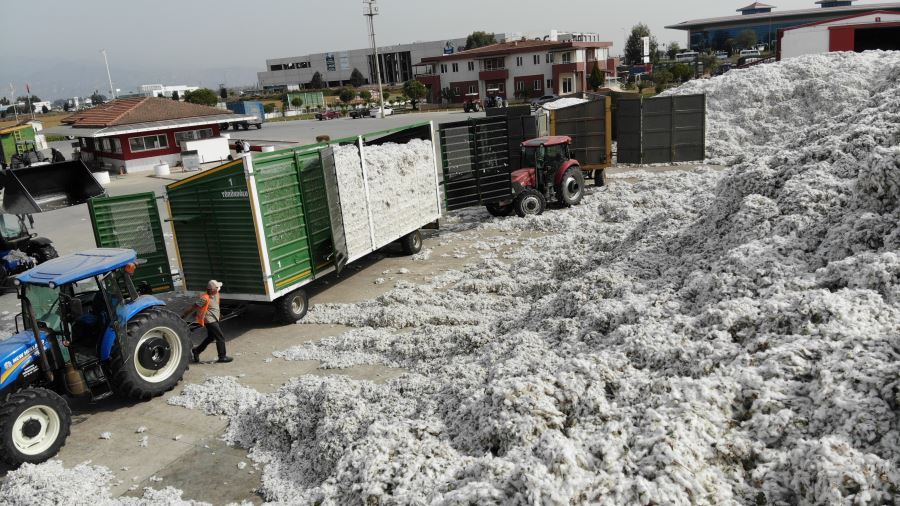 Aydın’da fiyatlar düştü, pamuklar rafa kaldırıldı