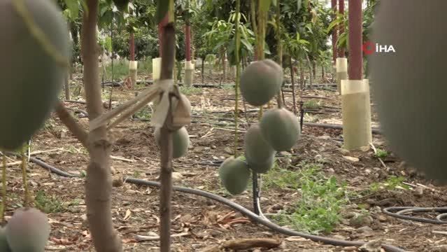 Bir dönümünden 190 bin TL gelir sağlanan mango üreticinin yeni gözdesi