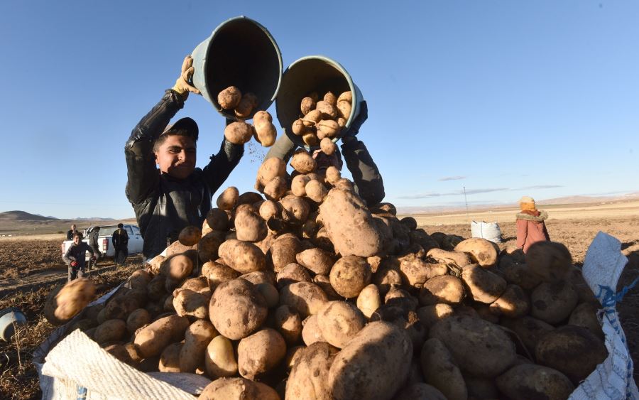 35 bin dekar alandan 170 bin ton ürün bekleniyor