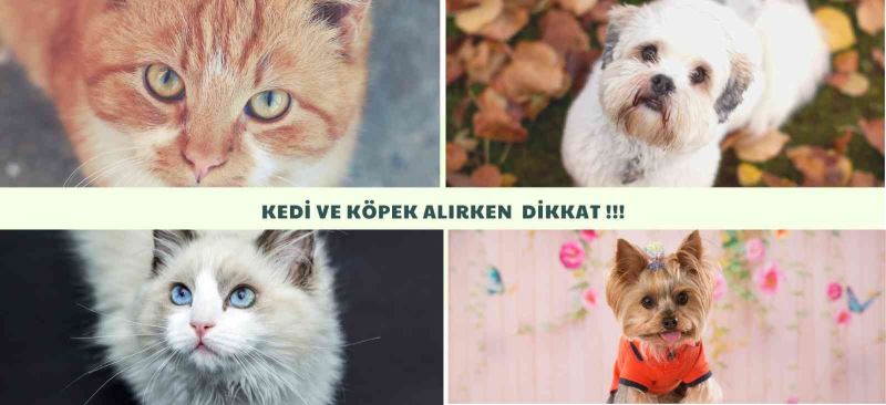 Sosyal medyadan kedi köpek sahibi olmak isteyenlerin mağduriyeti artıyor
