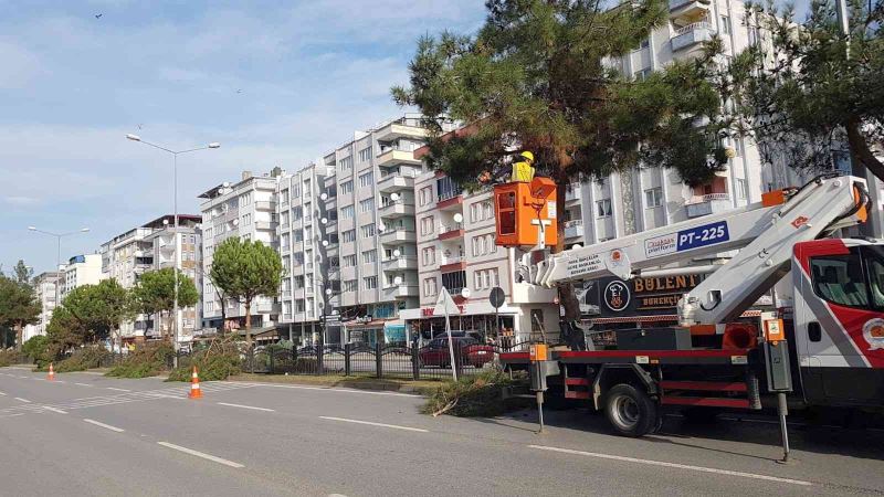 Samsun’da ağaçlara kış bakımı
