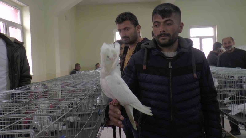 Kapadokya’da süslü kuşlar görücüye çıktı
