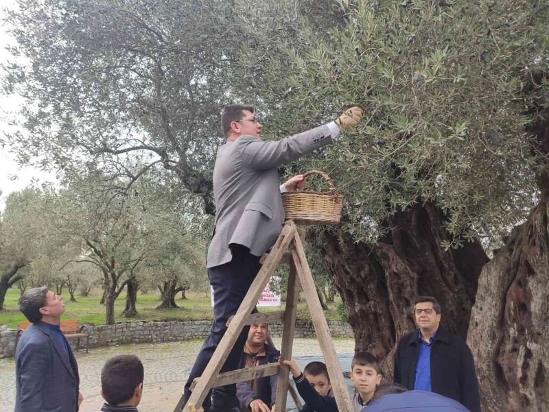 Kırkağaç’ta bin 660 yaşındaki ağaçta zeytin hasadı yapıldı
