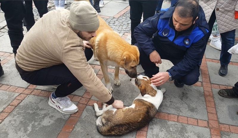 Köpek kazada yaralan arkadaşının yanından ayrılmadı
