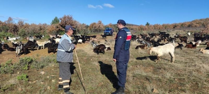 Yalova’da kaybolan küçükbaş hayvan sürüsünü jandarma buldu
