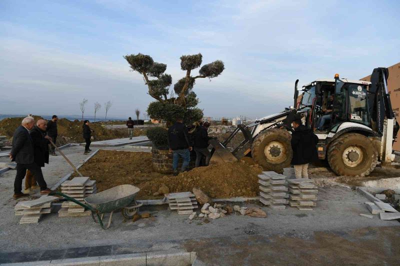 Lapseki’de Millet Bahçesine 350 yıllık zeytin ağacı dikildi
