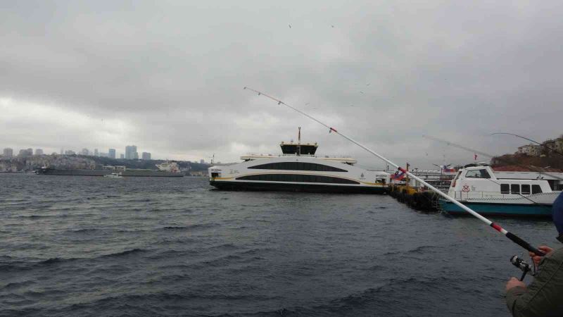 Üsküdar’da iki geminin arasında sıkışan yunus öldü
