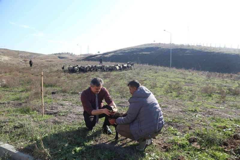 Ukrayna’dan Siirt’e getirilen koyunlar bölgeye uyum sağladı
