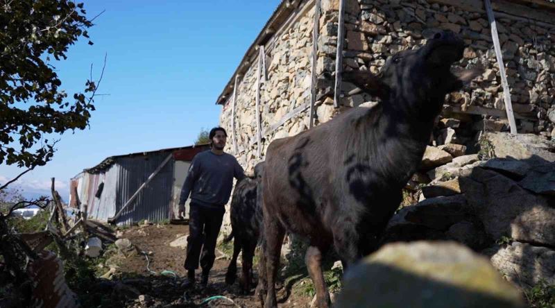 Üniversiteyi bitirdi, çobanlığı tercih etti
