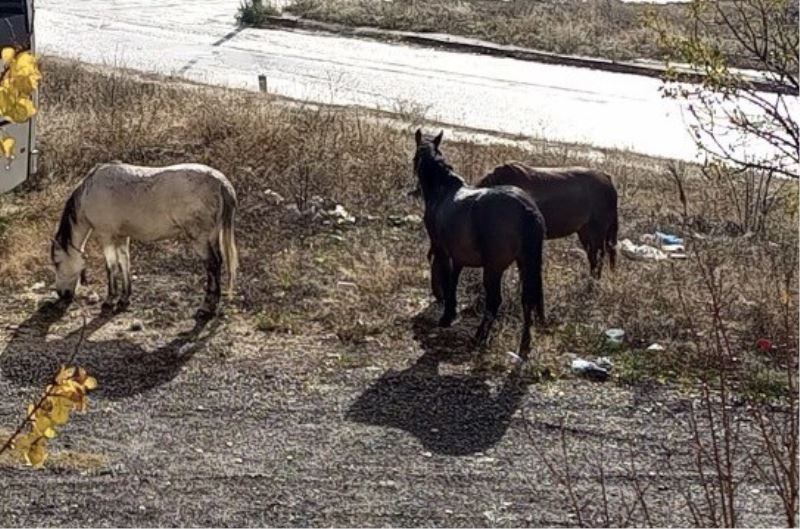 Başıboş dolaşan atların sayıları artmaya başladı
