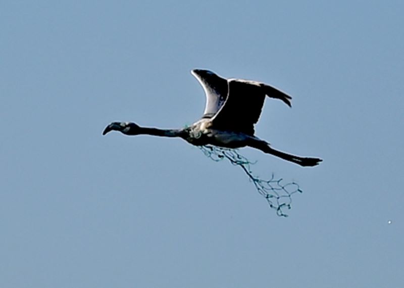 Boynunda ağla uçan flamingo, denizdeki kirliği ortaya serdi
