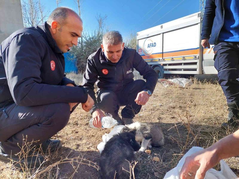 Van’da 20 metrelik kuyuya düşen 2 yavru köpek AFAD ekipleri tarafından kurtarıldı
