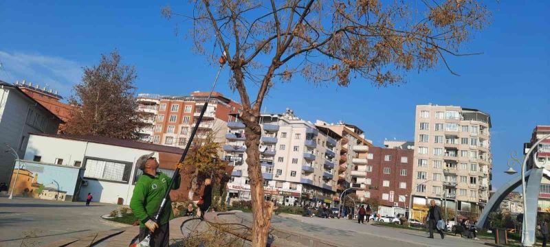 Siirt’te ağaç budama çalışmaları başladı
