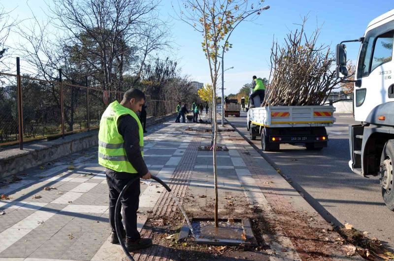 Siverek’te ağaçlandırma çalışması
