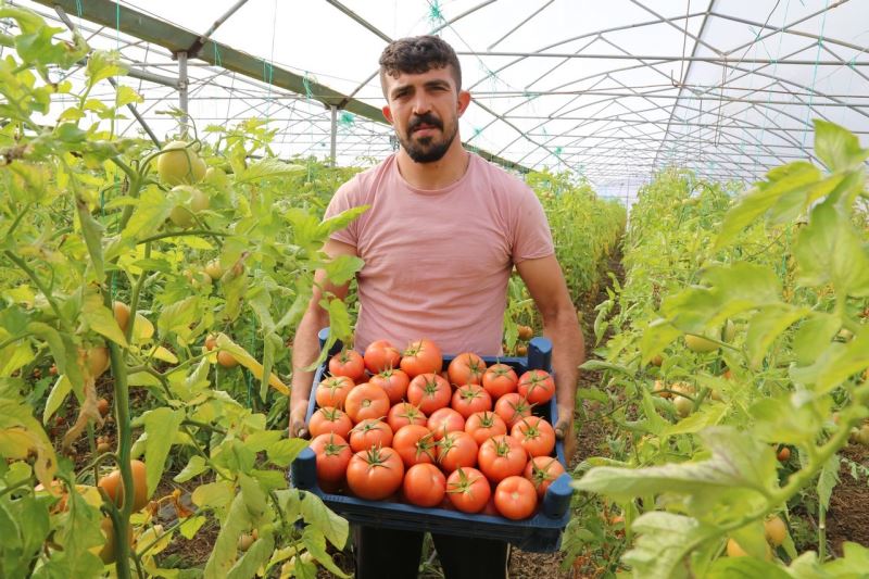 Şehir hayatını bırakıp köyünde sera kurdu
