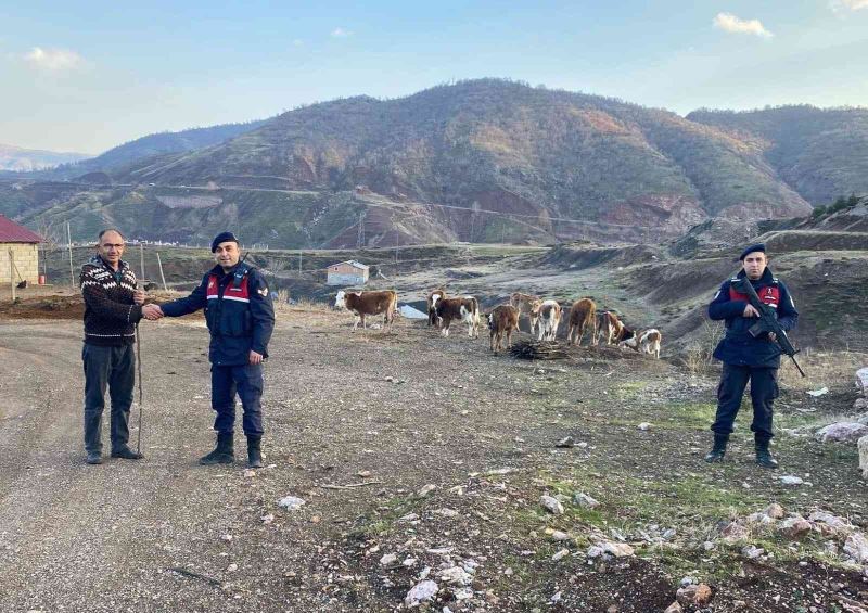 Kaybolan hayvanları jandarma buldu
