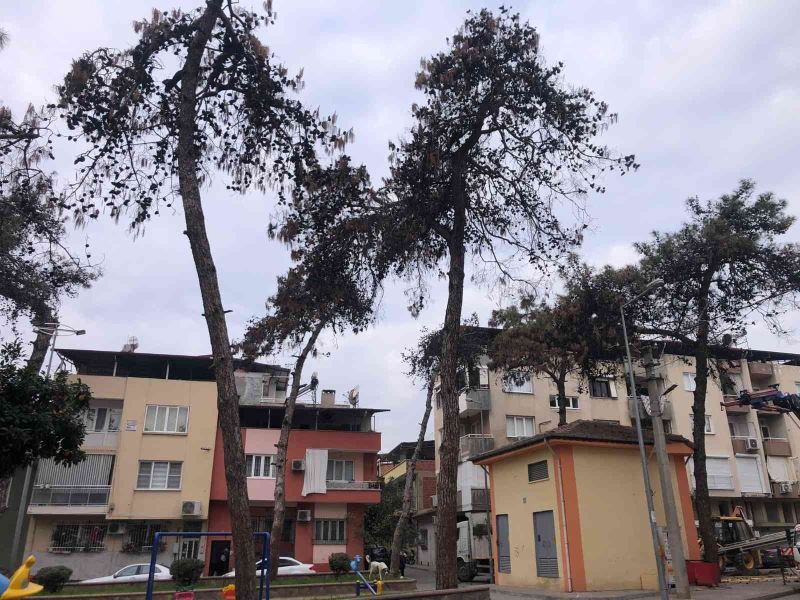 Nazilli Belediyesi, kuruduğu için tehlike saçan ağaçların kesti
