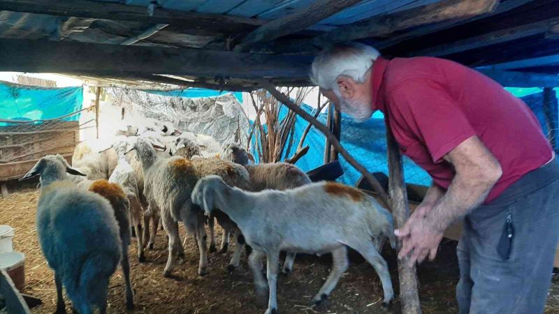 Köye dalan yırtıcı hayvan 27 koyunu telef etti
