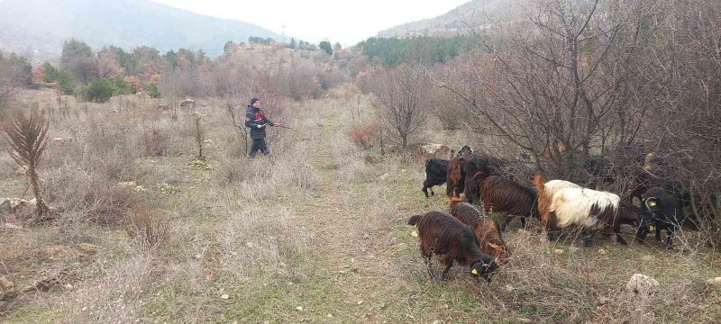 Kaybolan 70 küçükbaş hayvan jandarma ekiplerince bulundu
