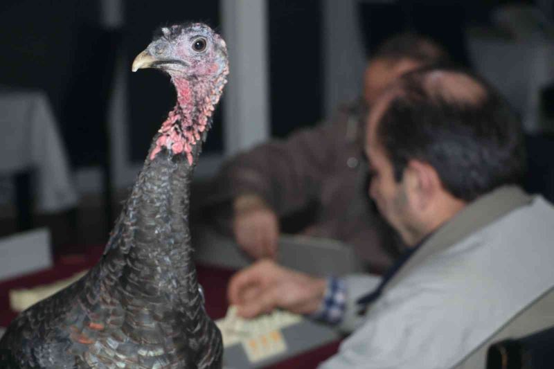 45 yıllık gelenek ’baba hindi’li okey turnuvası
