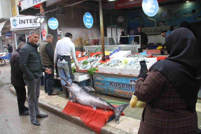 2 metrelik kılıç balığı ilgi odağı oldu
