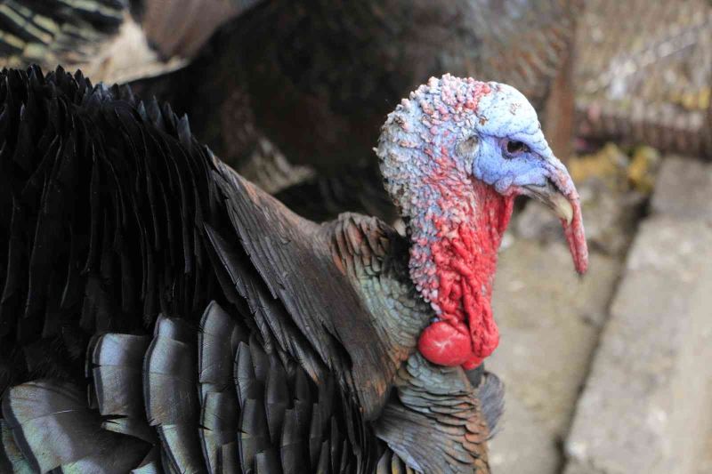 Organik köy hindileri pazarda yerini aldı
