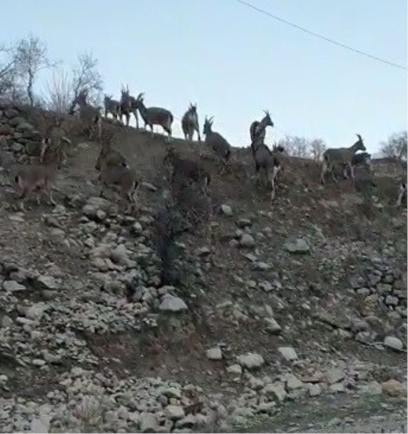 Yaban keçilerinin ilçe halkını mutlu eden istilası
