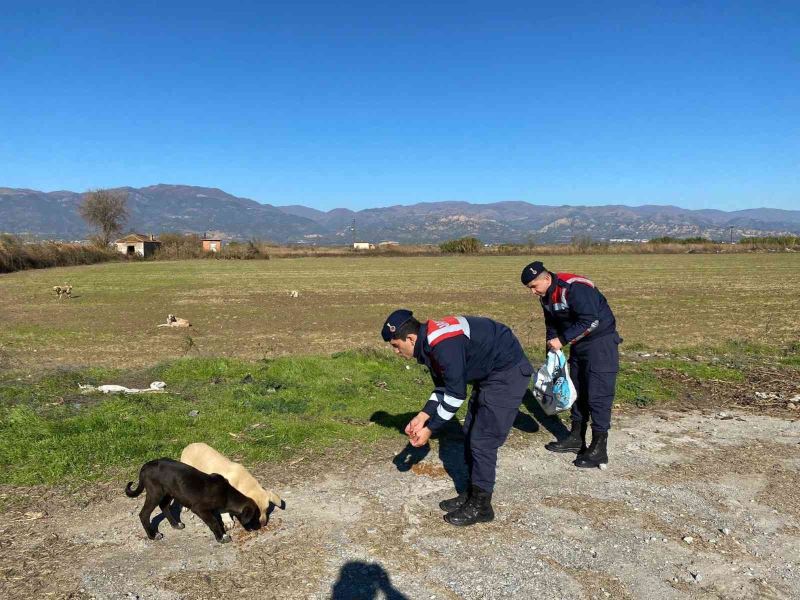 Jandarma sokak hayvanlarını unutmadı
