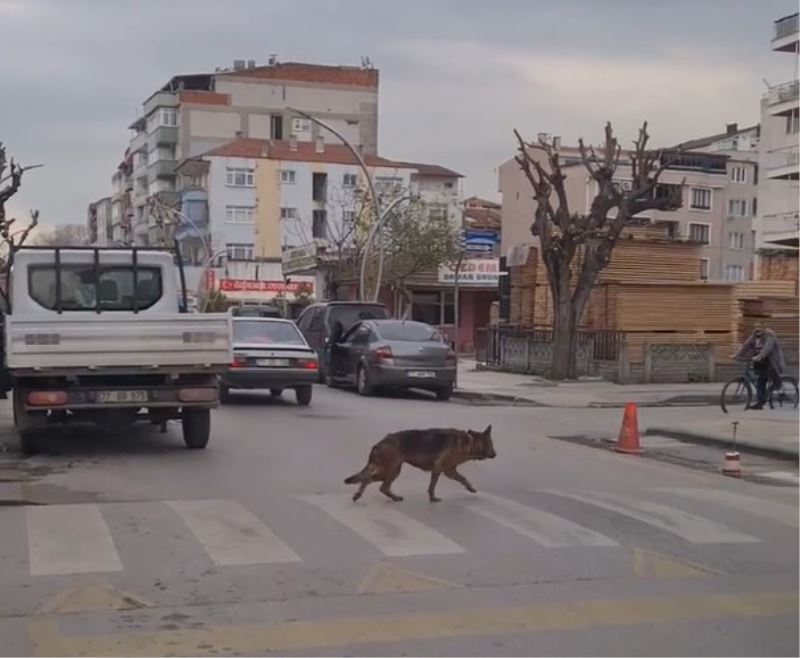 Yalova’da yaya geçidinin kullanan köpek şaşırttı
