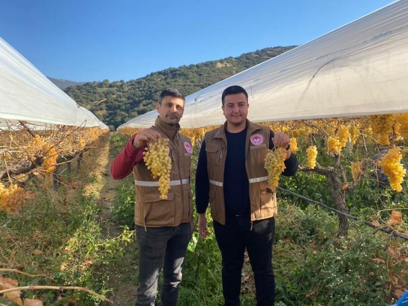 Sarıgöl’de yılın son üzüm hasadı yapıldı
