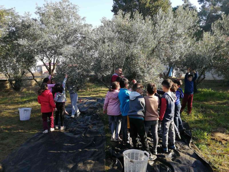 Anne babaları dikmişti, çocukları hasat yaptı
