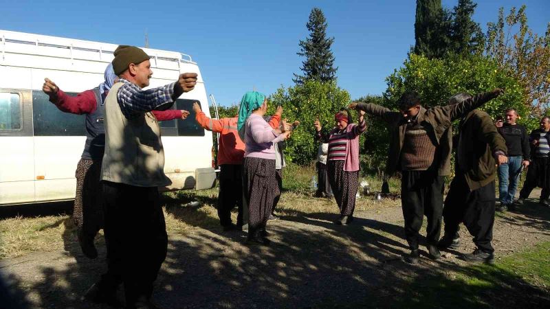 Güle oynaya mandalina hasadı yaptılar
