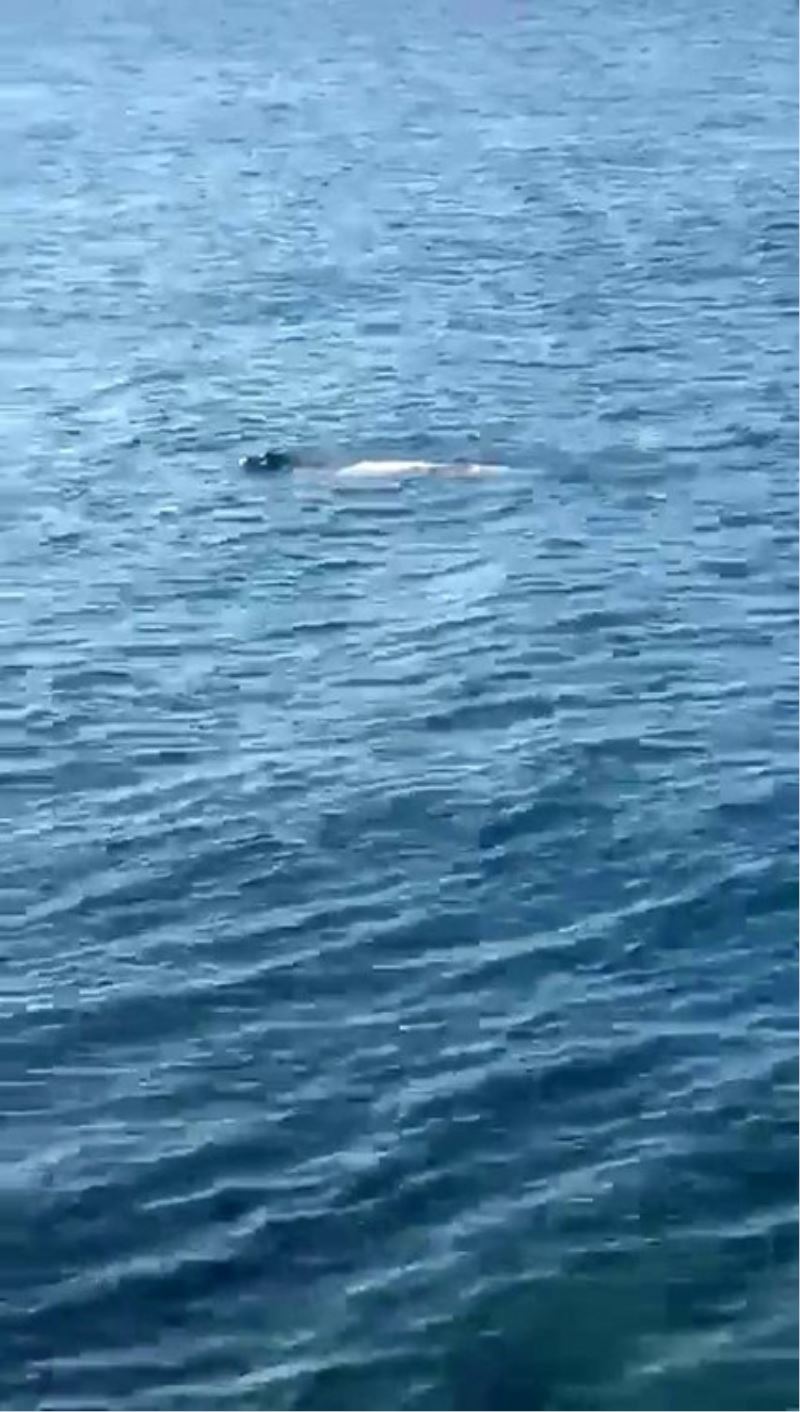 Hatay’da Akdeniz foku görüldü
