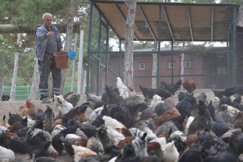 Belediye tarafından yetiştirilen tavuk ve kazlar etleri ihtiyaç sahiplerine verildi
