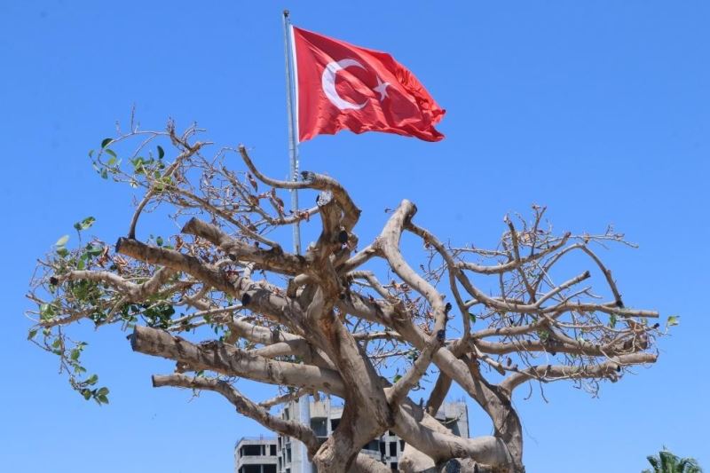 Mersin’de ağaca zarar verilmesine ilişkin dava başladı
