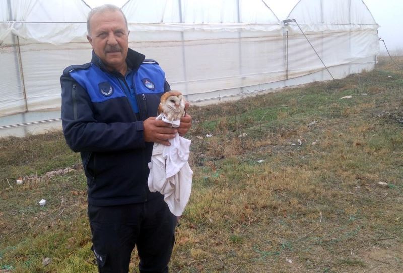 Sulama havuzuna düşen peçeli baykuşu kurtarıldı
