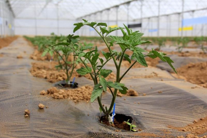 Erzincan’da seracılık yapacak çiftçilere devletten destek
