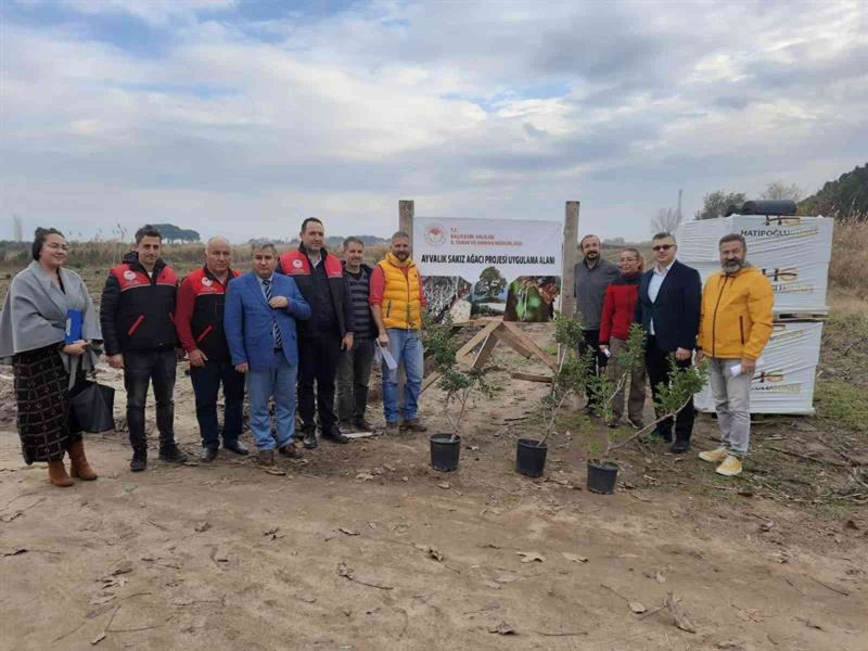 Ayvalık 100 yıl sonra yeniden sakız ağacı yetiştirecek
