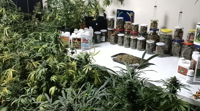 İstanbul’un göbeğindeki uyuşturucu serasına baskın: Kavanozlardan 15 kilogram marihuana çıktı
