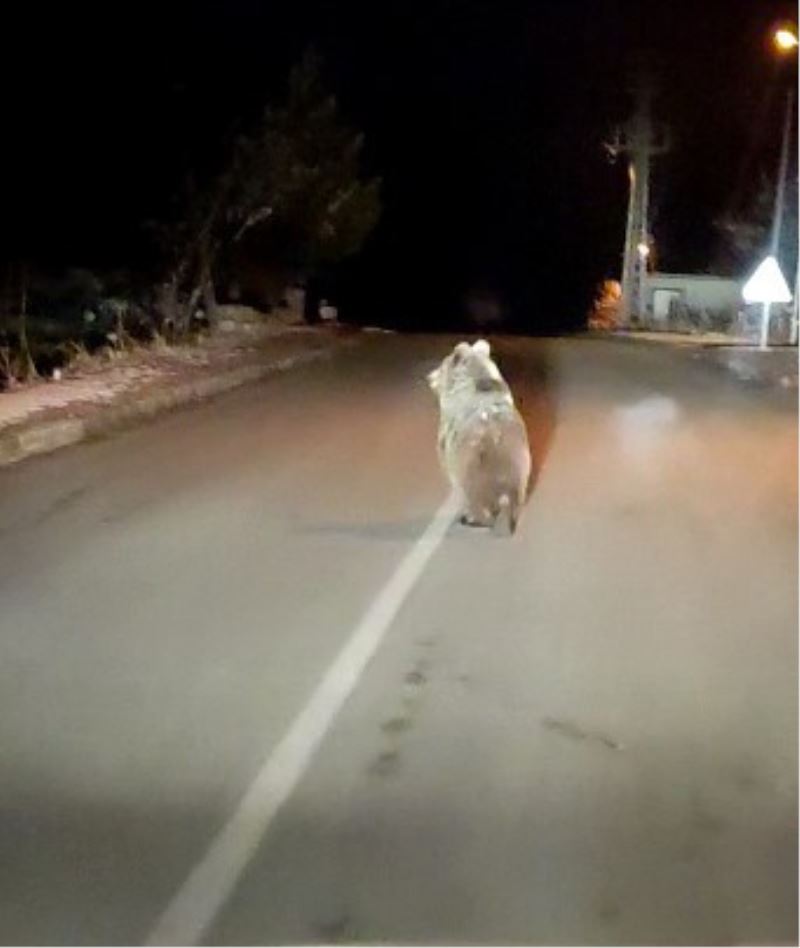 Yozgat’ta boz ayı yola indi
