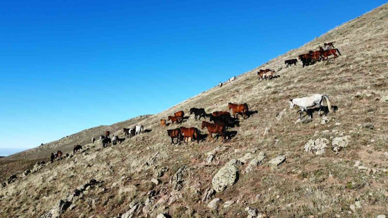 (ÖZEL) Yılkı atlarının havadan çekilen görüntüsü görenleri mest etti
