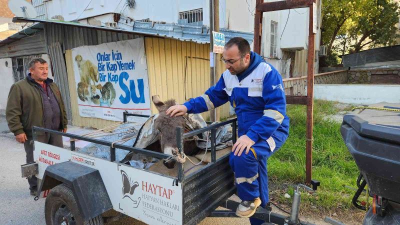 Ölüme terk edilen eşek, Osmaniye’de tedavi altına alındı
