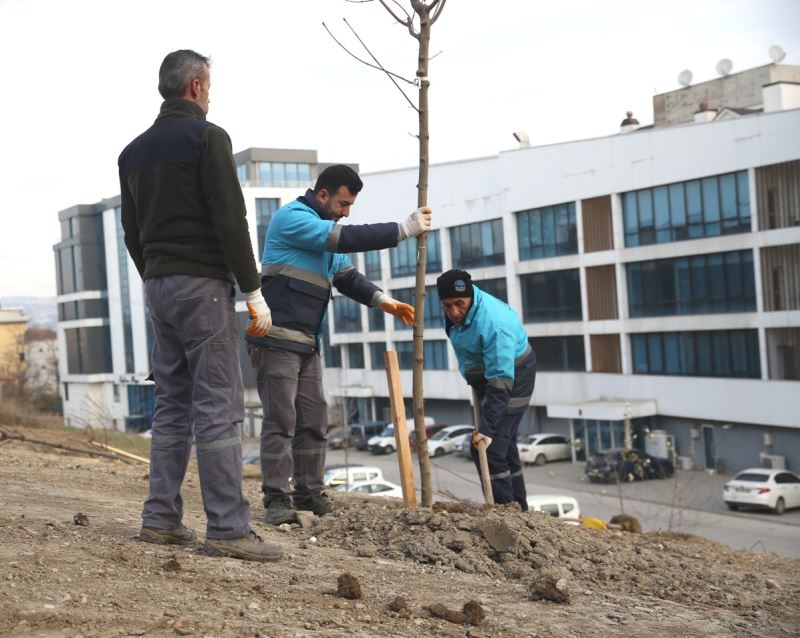 Nilüfer’de ağaçlandırma çalışmaları başladı
