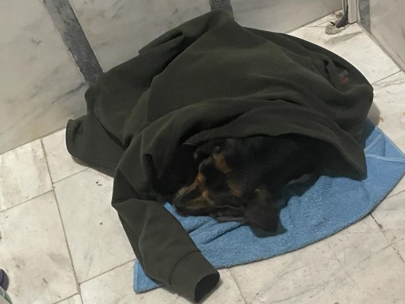 Yağmurda ıslanan köpeği ceketine sardı, apartman içerisine alarak ısıttı
