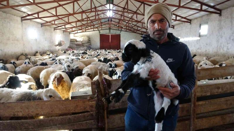 Elazığ’da yeni yılın ilk kuzuları dünyaya geldi
